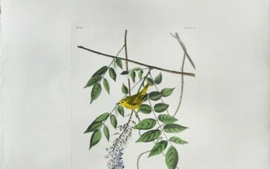 Audubon Aquatint, Blue Eyed Yellow Warbler or