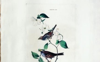 Audubon Aquatint, White Throated Sparrow