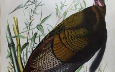 Audubon Aquatint, Wild Turkey - Male