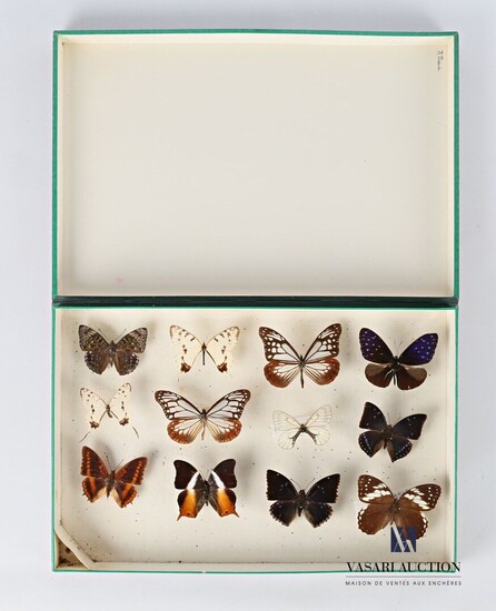 Boite entomologique contenant douze lépidoptères... - Lot 18 - Vasari Auction