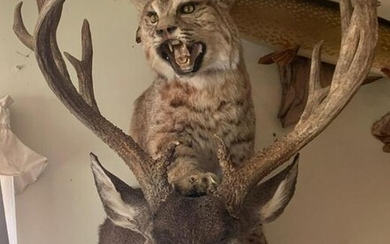 Deer and bobcat mount