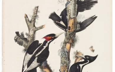 Endangered bird from Audubon's Royal Octavo