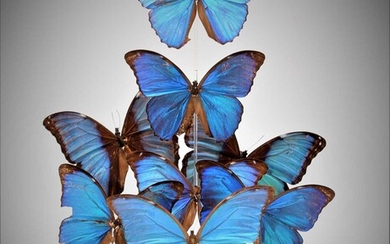 Entomology: A Display of Blue Morpho Butterflies (Morpho achilles), circa...