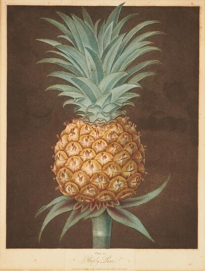 George Brookshaw Pineapple Print