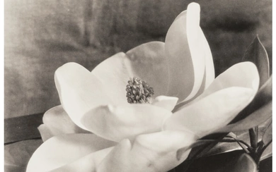 Imogen Cunningham (1883-1976), The First Magnolia (circa 1923)
