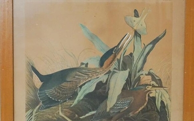 J. Bien Edition Chromolithograph by John James Audubon Green Heron