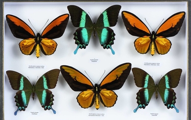 Ornithoptera croesus lydius 3 mâles, Papilio blumei 3 mâles Cites annexe II B