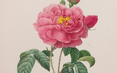 Pierre-Joseph Redouté (1759-1840) (d’après) Pl. pour Les Roses. 1817-1824. Gravé par Bessin, Langlois et Victor....