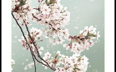 Soft Cherry Blossoms Poster