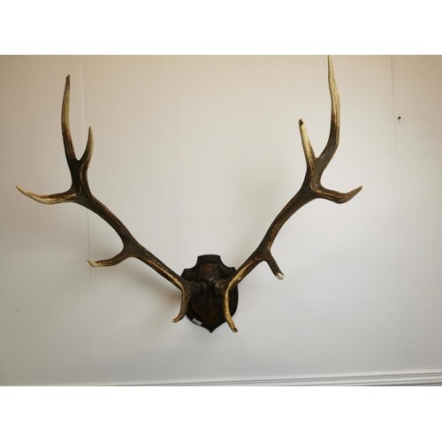 Stag antlers mounted on wooden plinth {85 cm H x 85 cm W x 5...