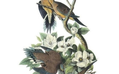 c1946 Audubon Print, #17 Mourning Dove