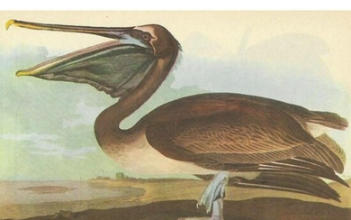 c1946 Audubon Print, #421 Brown Pelican