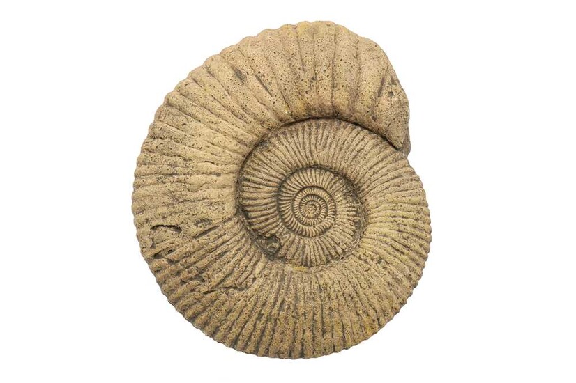 A LARGE AMMONITE FOSSIL likely to have originated from...