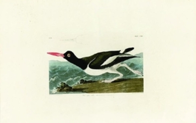Audubon Aquatint Engraving, Pied Oyster Catcher, Plate