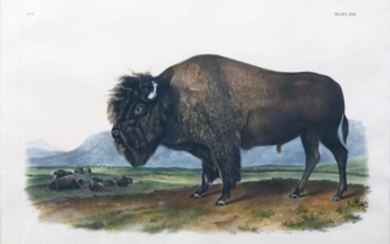 Audubon Lithograph Male Bison
