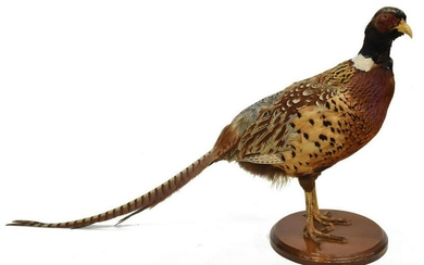 RING-NECK PHEASANT TAXIDERMY MOUNT