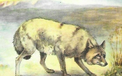 1920's Coyote Color Lithograph Print
