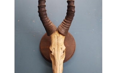19th C. Gazelle antlers mounted on oak plaque. {80 cm H x 34...