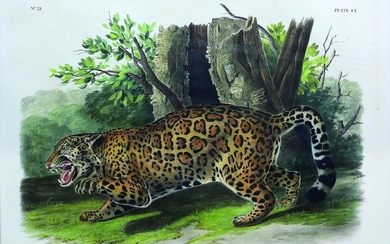 Audubon Quad Lithograph, Jaguar
