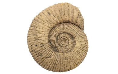 A LARGE AMMONITE FOSSIL