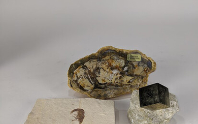 A collection of mineral specimen and fossils