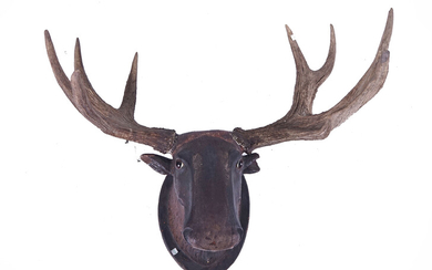 AN AUSTRIAN POLYCHROME PAINTED PLASTER MOOSE HEAD WITH ANTLERS