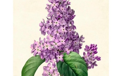 After Pierre-Jospeh Redoute, Floral Print, #73 Lilacs