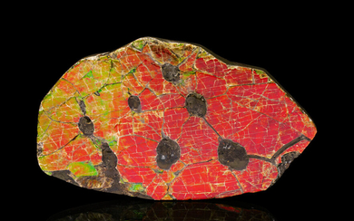 Ammolite Fossil with Mosasaur Bite Marks Placenticeras sp. Late...