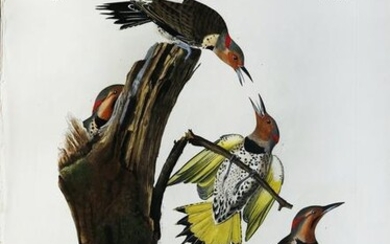Audubon Aquatint, Golden winged Woodpecker
