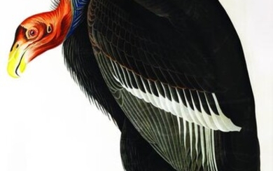 Audubon, California Vulture, Plate 426