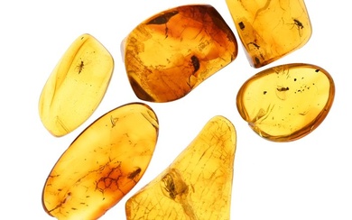 Baltic Amber - Lot of 6 pieces with nice fossil insect inclusions - Fossil cabochon