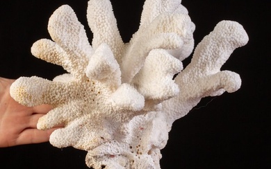 Centrepiece - Stylophora - Madrepore Pocilloporidae - White Coral