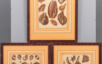 Drie kleurenlitho's: schelpen, J. Chapman, circa 1810-1830, uniform ingelijst,...