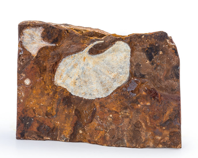 Fossil Gingko Leaf Gingko adiantoides Paleocene Sentinel Butte Formation...