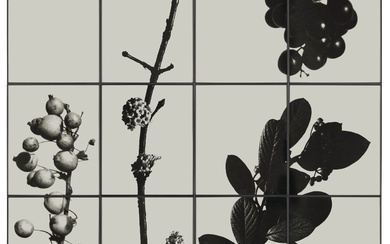 GILBERT & GEORGE (B. 1943 & 1942) Four Plants, 1980