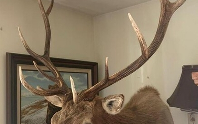 Large elk shoulder mount
