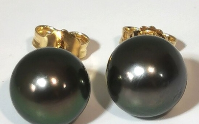 Magnificent colour Ø 9x10 mm - 18 kt. Tahitian pearls, Yellow gold - Earrings