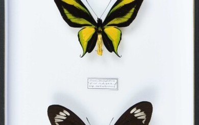 Ornithoptera arfakiensis couple Cites annexe II B