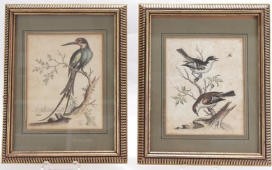 Pair Aviary Study Prints, after George Edwards