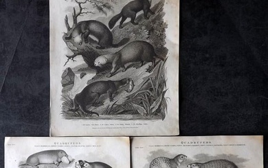 Rees, Abraham 1820 Lot of 3 Natural History Prints