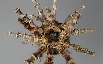Sea Urchin Taxidermy full body mount - Plococidaris verticillata - 6.2 cm - 6.2 cm - 4 cm