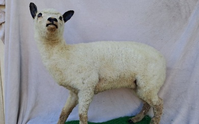 Sheep - Taxidermy full body mount - Ovis aries - 74 cm - 76 cm - 30 cm - Non-CITES species