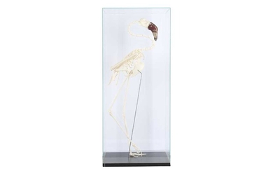 THE SKELETON OF A LESSER FLAMINGO IN A GLASS DISPLAY CASE