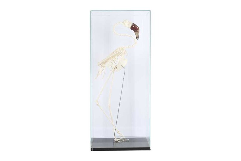 THE SKELETON OF A LESSER FLAMINGO IN A GLASS DISPLAY CASE