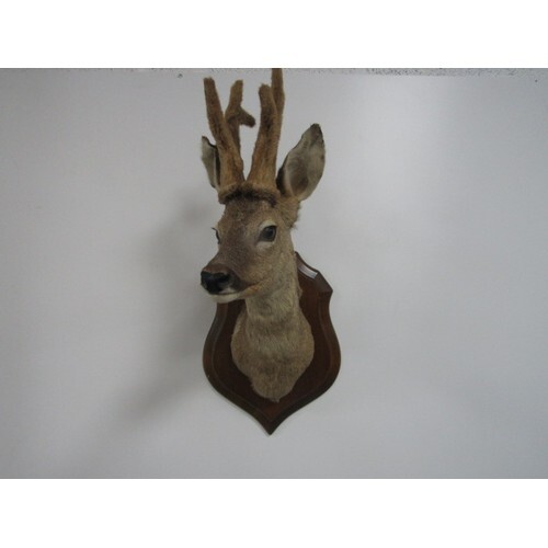 Taxidermy Doe / Deer mounted on shield