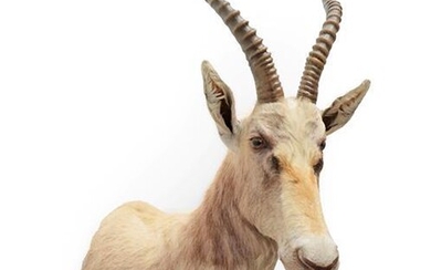 Taxidermy: White Blesbok (Damaliscus pygargus phillipsi), modern, South Africa, a...