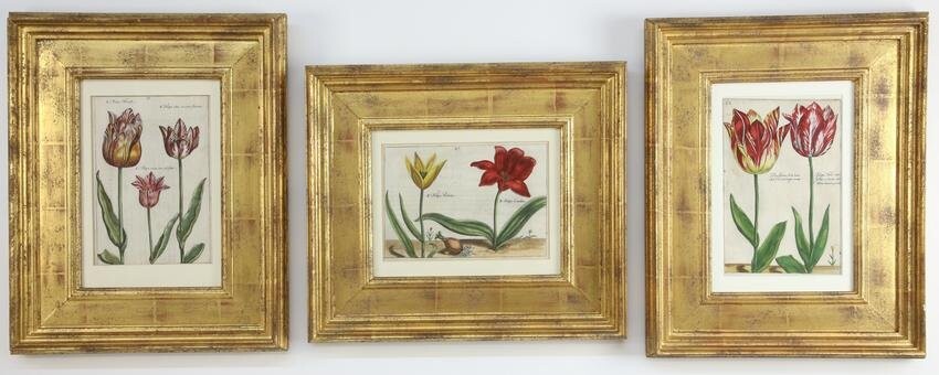Three After Basilius Besler Hand Colored Tulip Engravings