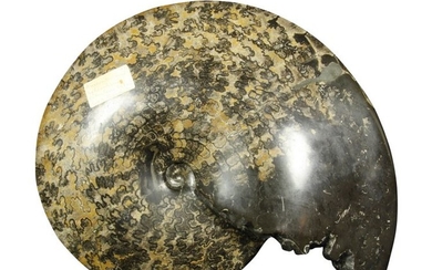Very beautiful and important complete ammonite: Sphenodiscus enticularis....