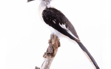 Von der Decken's Hornbill on large natural branch - Tockus deckeni - 50×18×24 cm