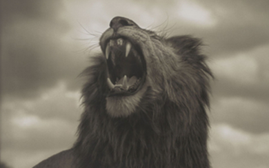 NICK BRANDT (NÉ EN 1964), Lion Roar, Maasai Mara, 2012